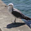 浄土ヶ浜にいた鳥１