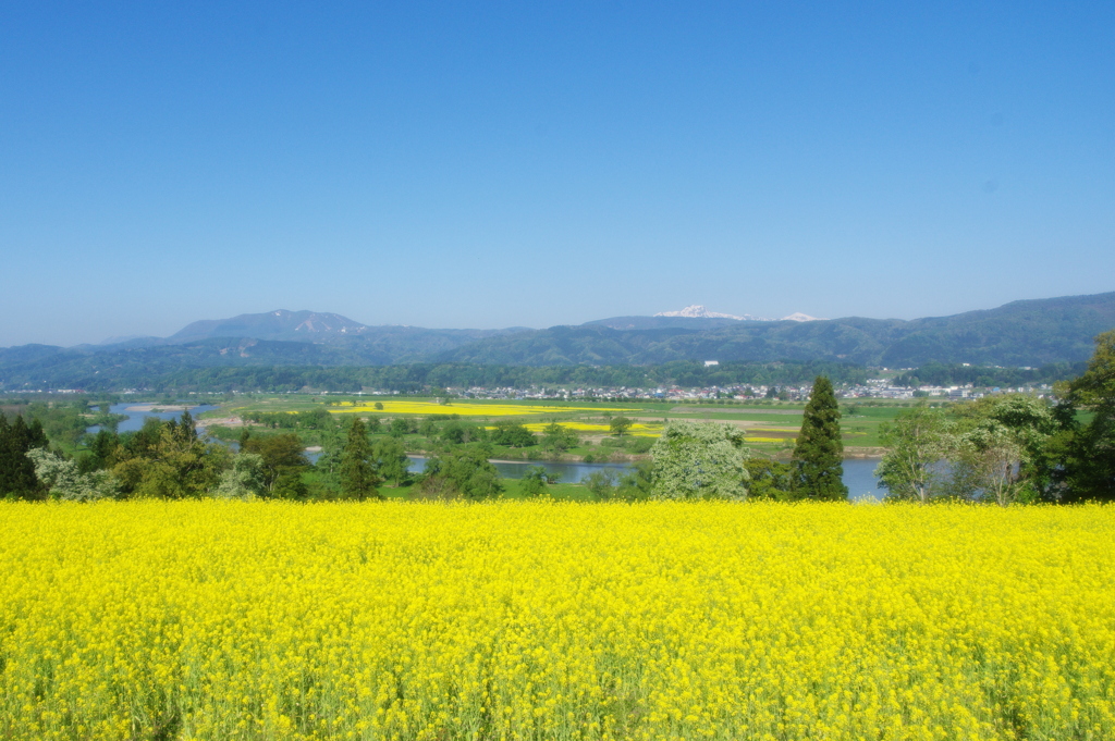 飯山菜の花