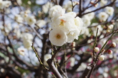 白山神社春花