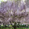 通称「カバンの藤」