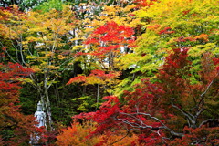 霊松寺境内の彩り