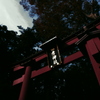 Another弥彦神社鳥居