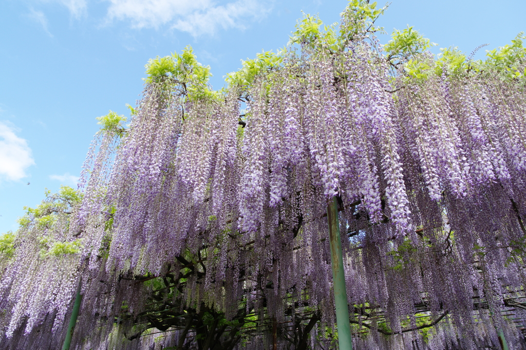 信濃国分寺史跡公園の藤の花