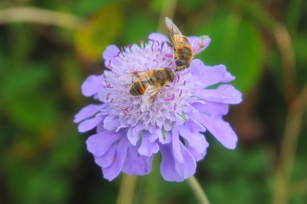 マツムシソウの花とナミハナアブ２匹