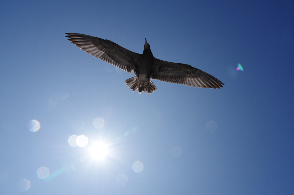 浄土ヶ浜にいた鳥２