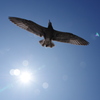 浄土ヶ浜にいた鳥２