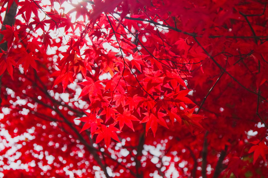 紅葉