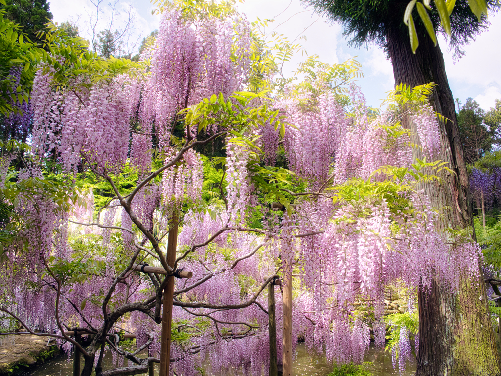 藤見