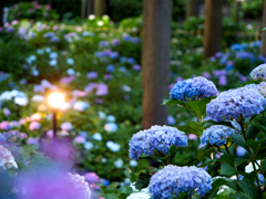 夕間暮れの紫陽花