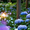 夕間暮れの紫陽花