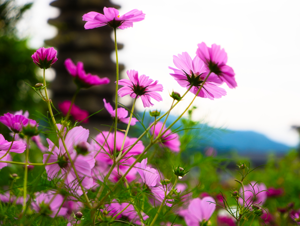 光に透けて秋桜