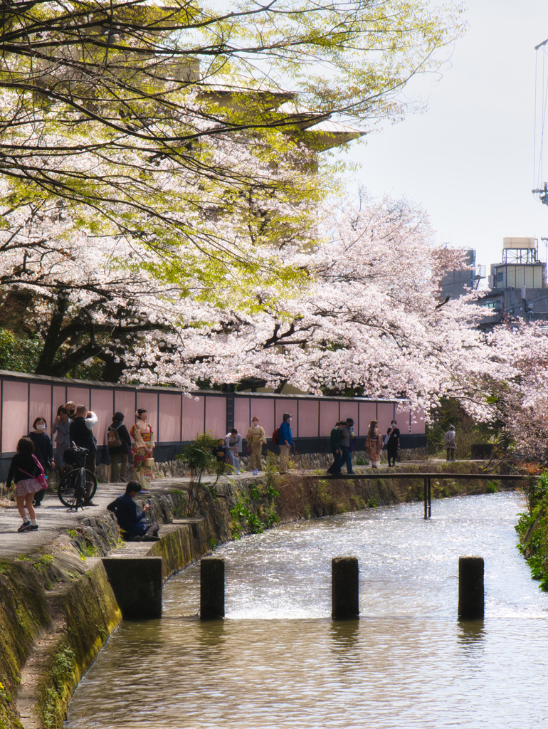 水路の桜