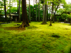 初秋の苔園