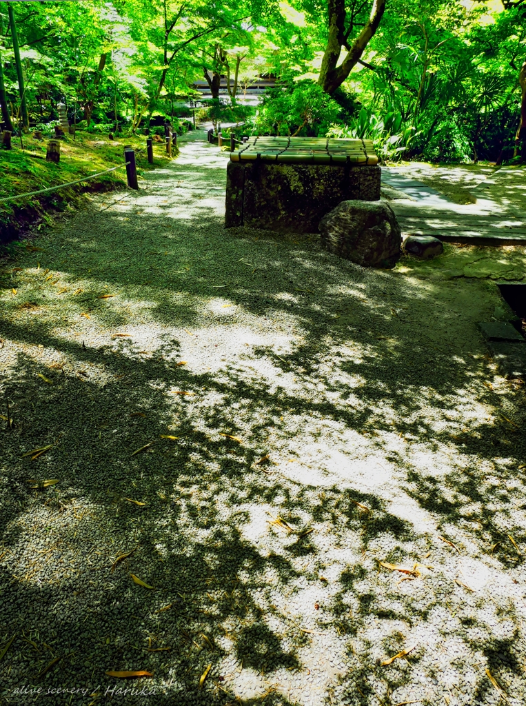 shadow patterns of leaves