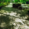 shadow patterns of leaves