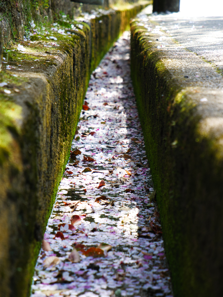 散っても桜