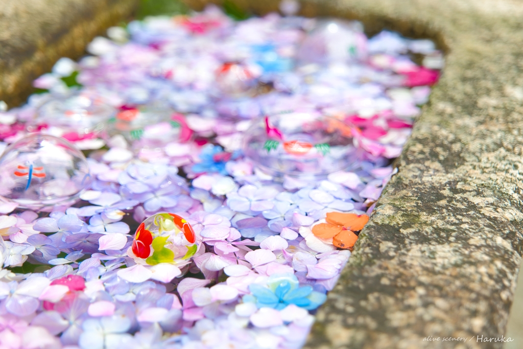 花手水 at 野見神社