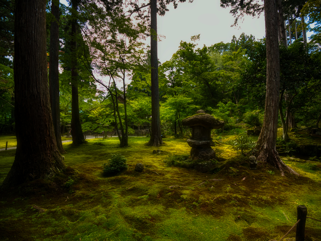 静かに苔を眺む