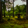 静かに苔を眺む