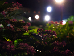 illuminated hydrangea