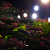 illuminated hydrangea