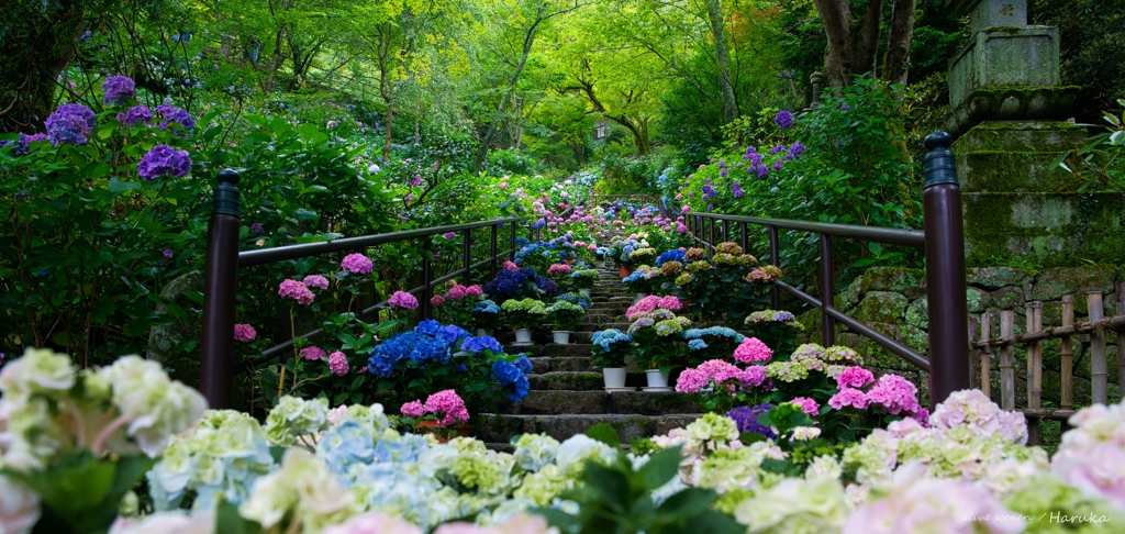 紫陽花の階段