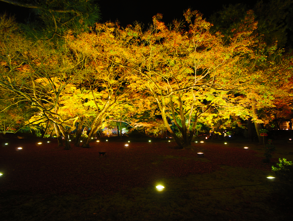 夜陰に黄色の羽を広げて