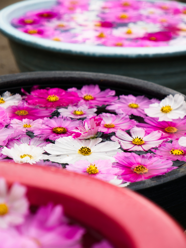 花手水 秋桜