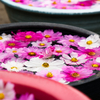 花手水 秋桜