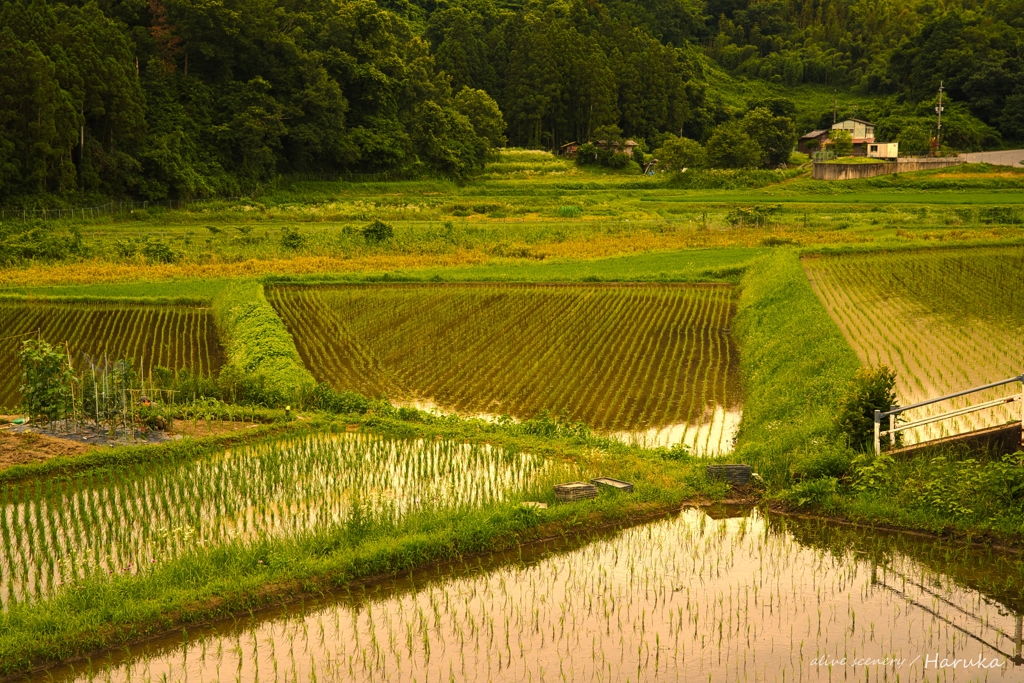 田植えの季節