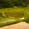 田植えの季節