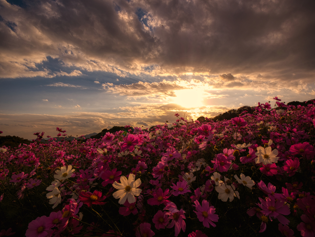 秋桜に夕陽