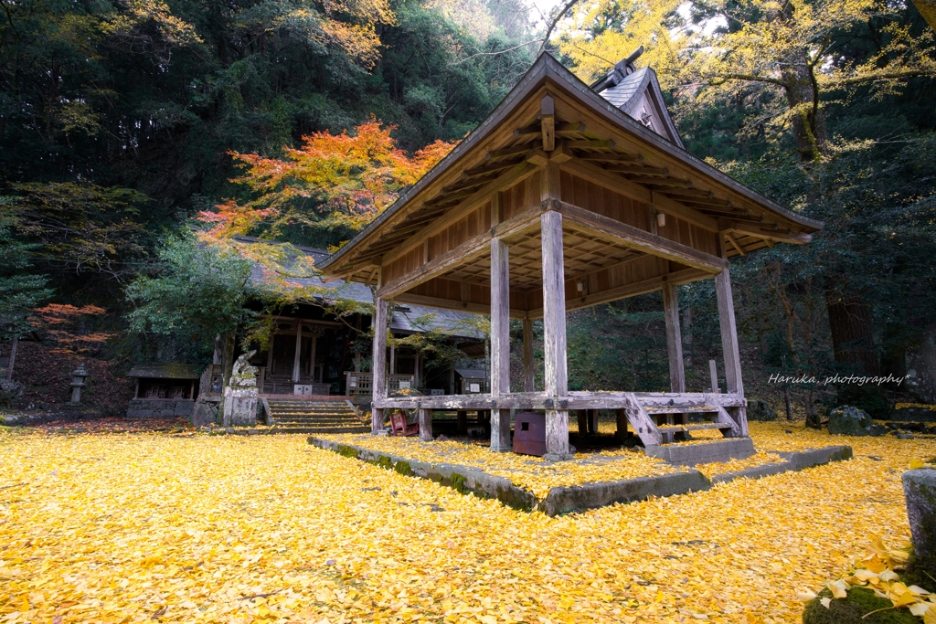 黄金絨毯