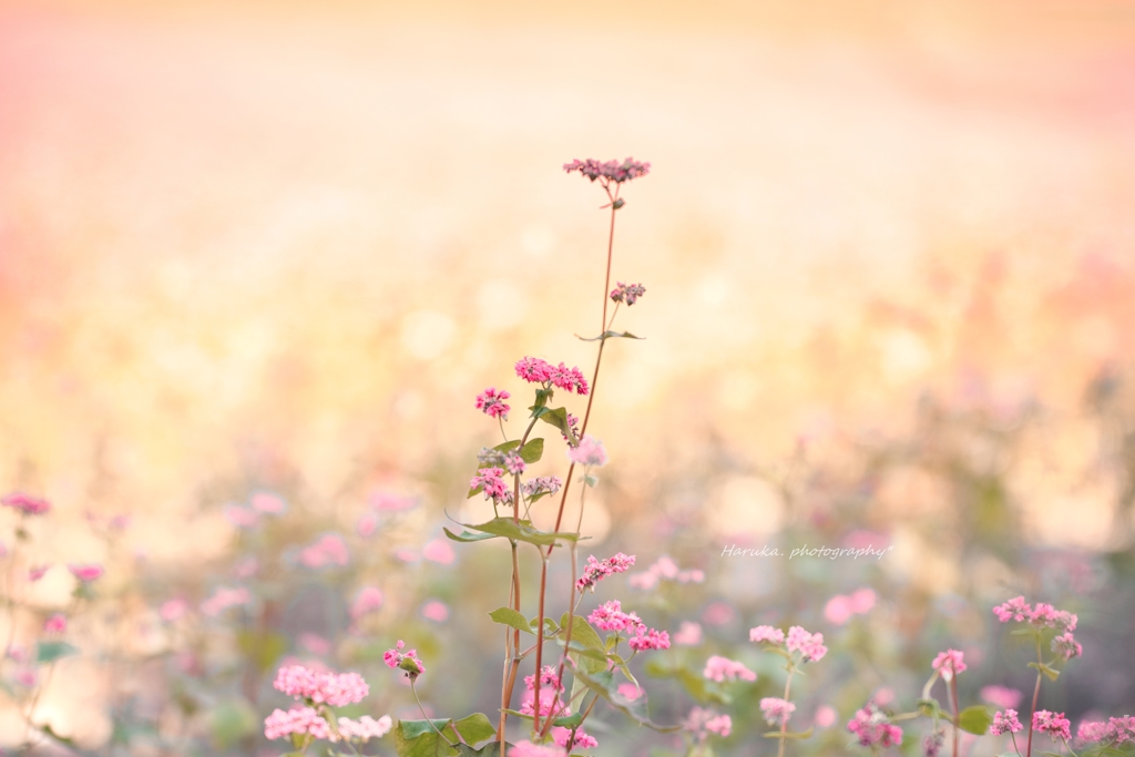 高嶺ルビーの花で染まる秋