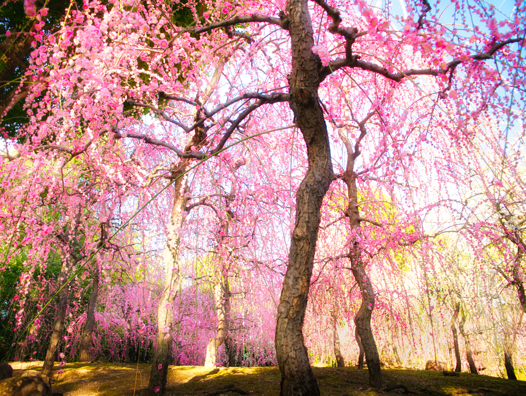 Japanese apricot shower