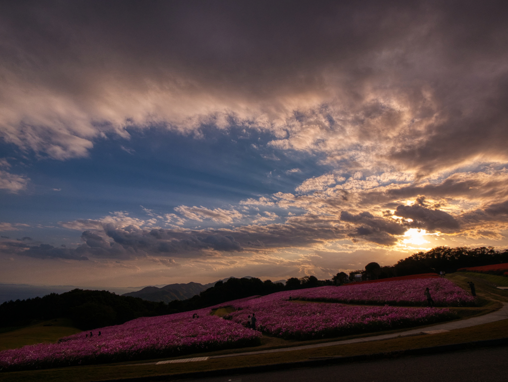 秋桜の夕景