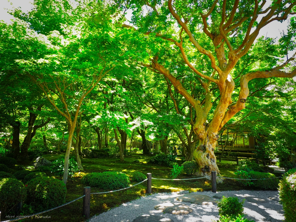 圓光寺 新緑の頃