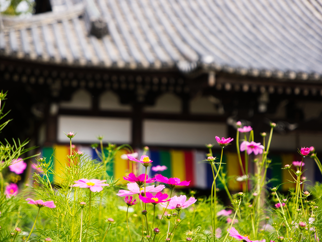 コスモス寺