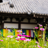 コスモス寺