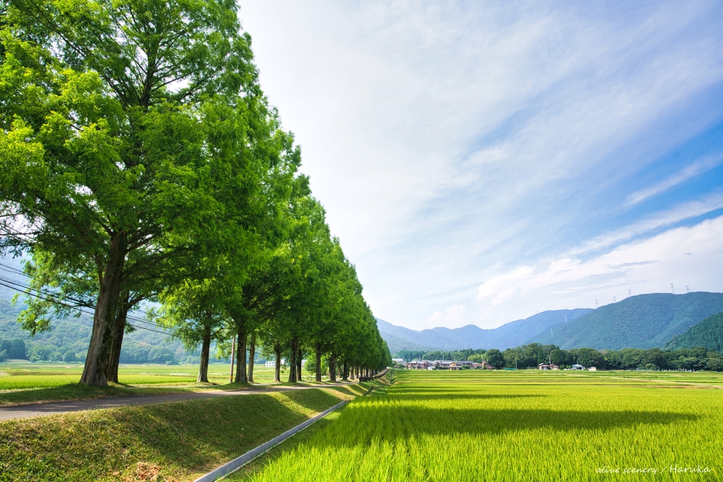 続く並木と広がる田園