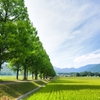 続く並木と広がる田園
