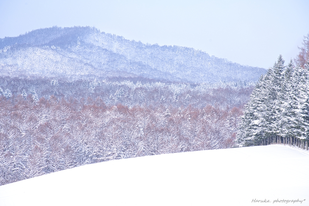 木々の雪化粧