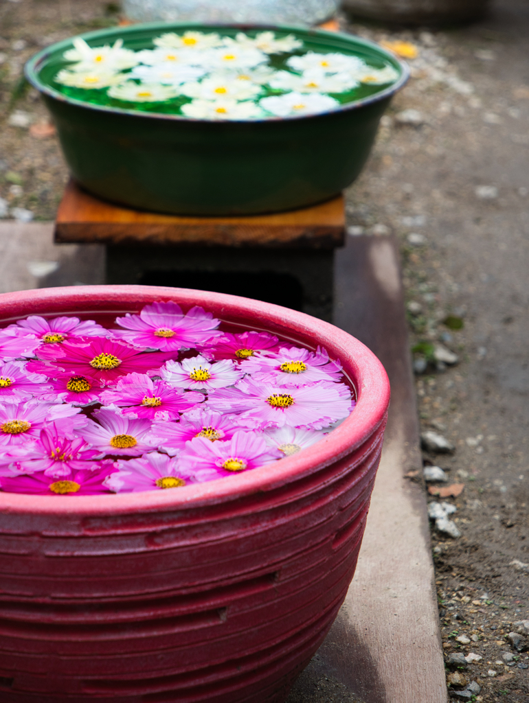 花手水 秋桜