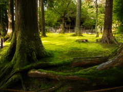 京の苔園