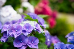 水も滴る いい紫陽花