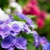 水も滴る いい紫陽花