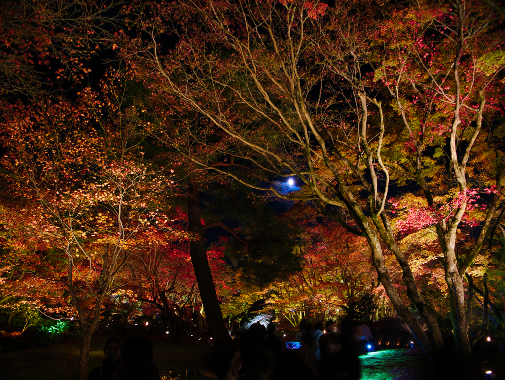  宵の紅葉に月