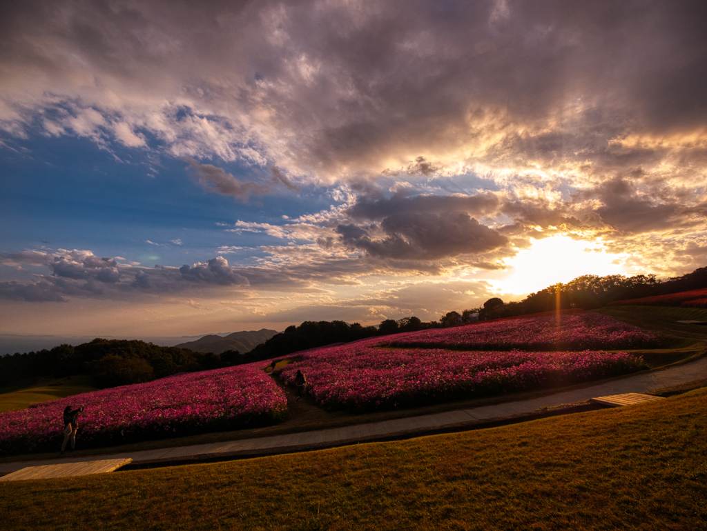 眩しい夕陽が照る