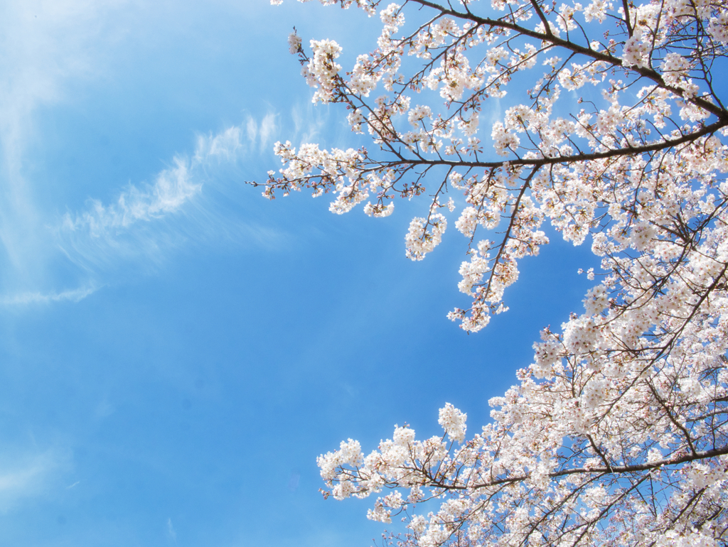すじ雲と桜