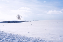 雪畑に佇む一本の木